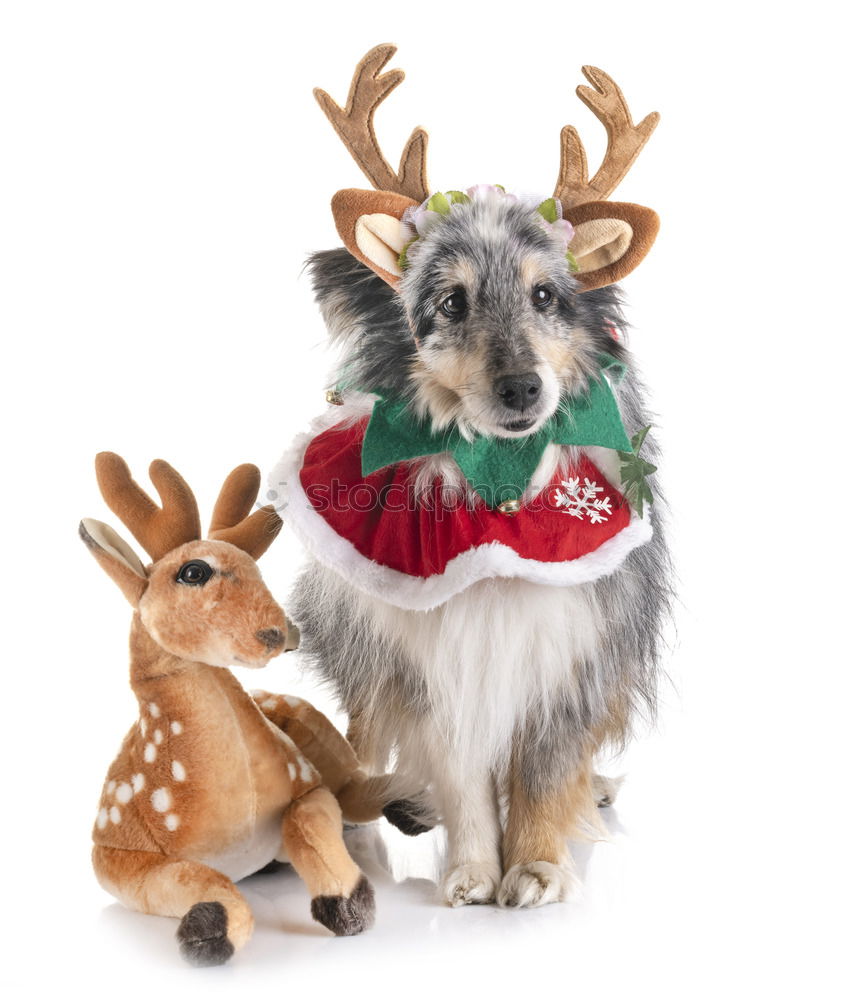 Similar – Dog with antlers at Christmas time