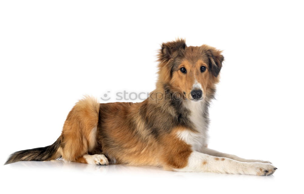 Similar – Image, Stock Photo manofilos Summer Animal