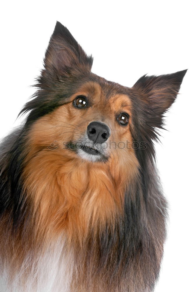 Image, Stock Photo This look… Dog portrait