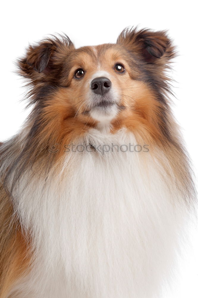 Similar – girl dog Colour photo