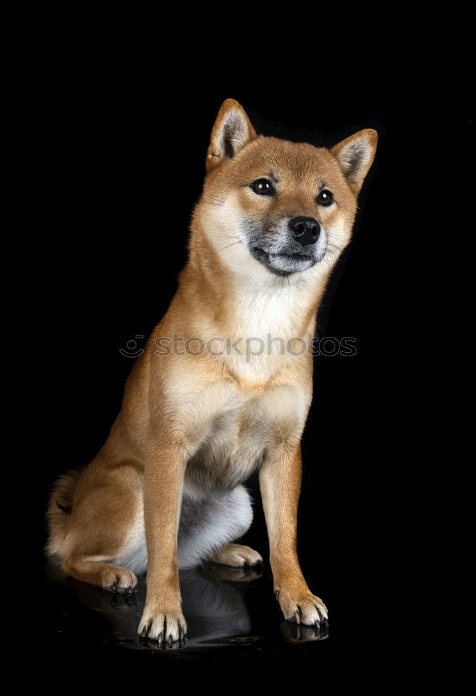 Similar – Image, Stock Photo woof Animal Pet Dog 1