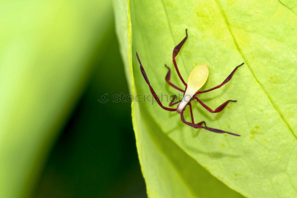 Similar – Leather bug, nymph on leaf