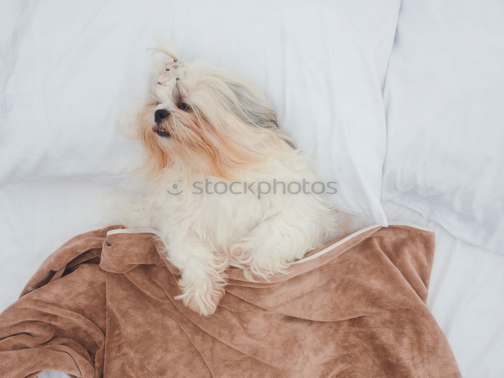 Similar – Image, Stock Photo cute dog sleeping on bed, white sheets.morning