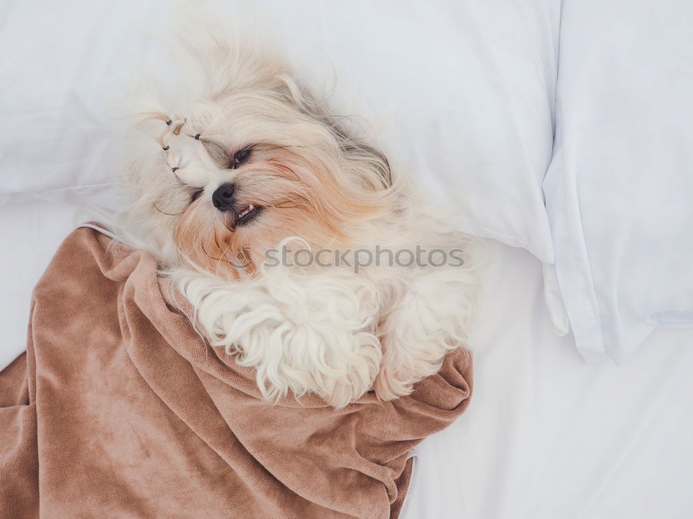 Image, Stock Photo cute dog sleeping on bed, white sheets.morning