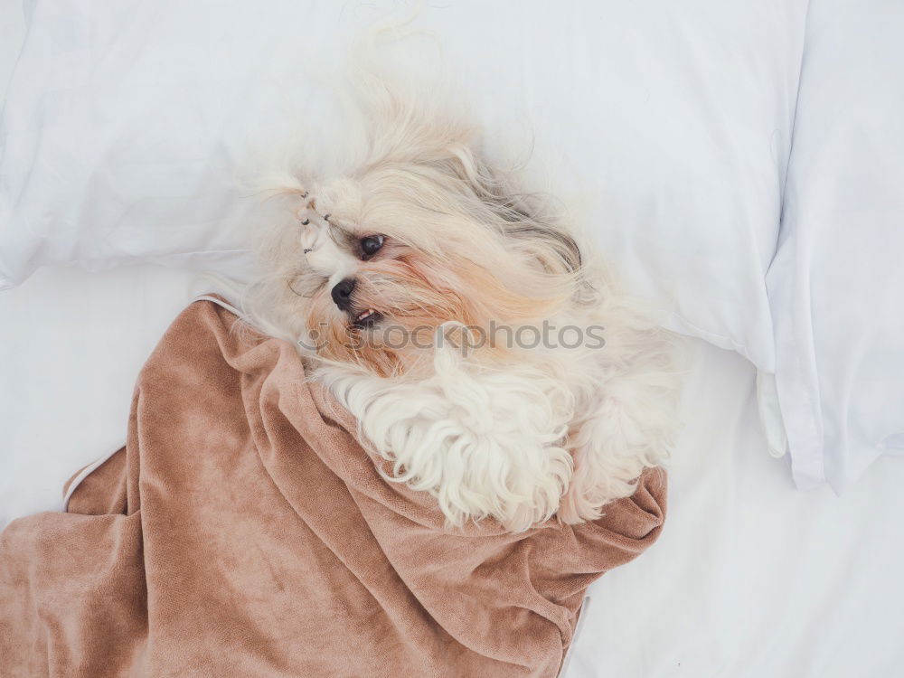 Similar – Image, Stock Photo cute dog sleeping on bed, white sheets.morning