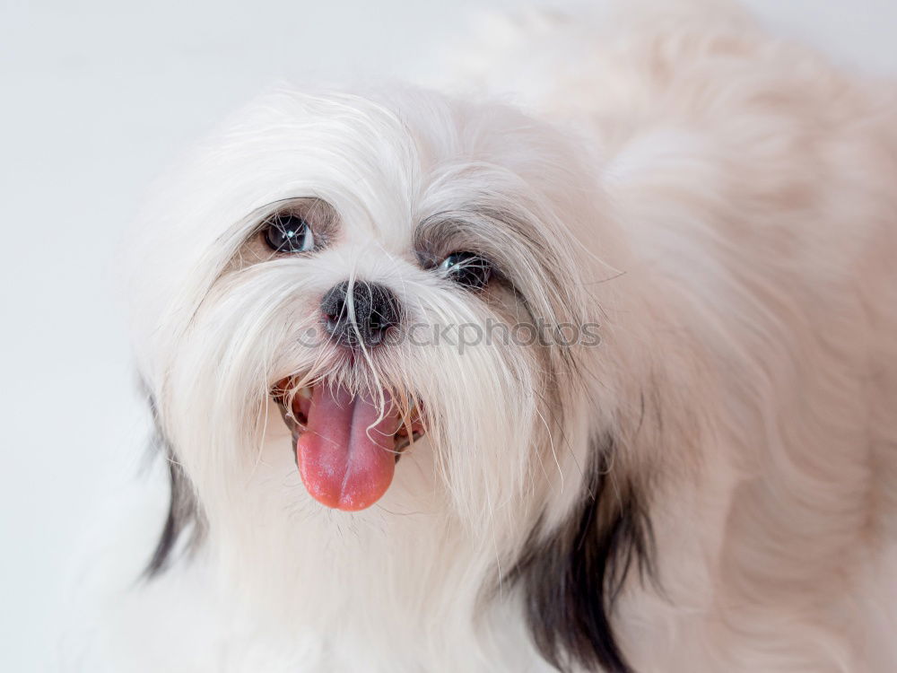 Similar – Adorable Malteser Hund in der Nähe von Ernte Friseur mit Schere im Salon