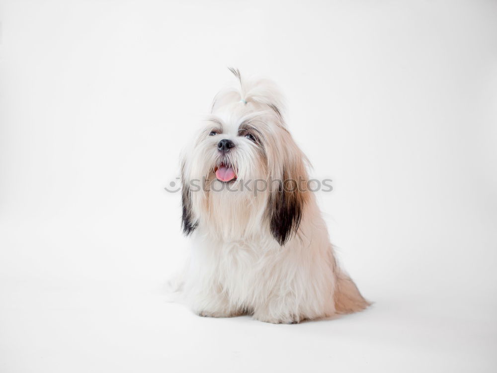 Similar – Image, Stock Photo funny dog with crown on white background