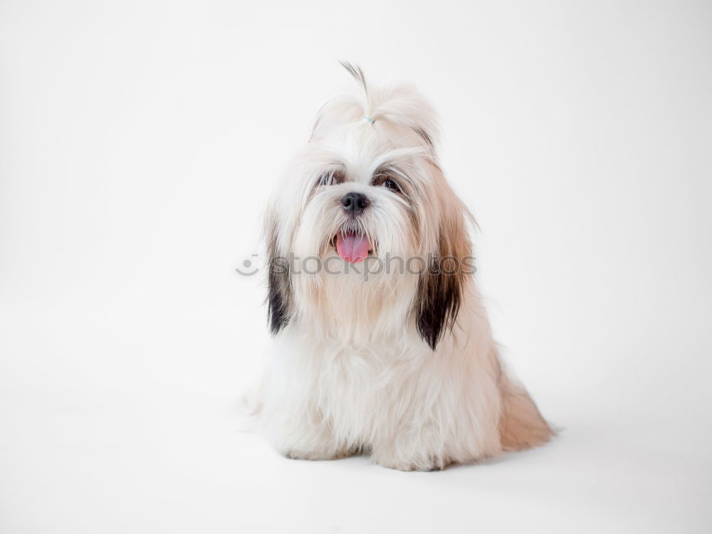 Similar – Image, Stock Photo funny dog with crown on white background