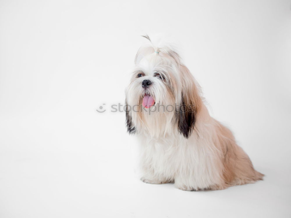 Similar – funny dog with sunglasses on white background