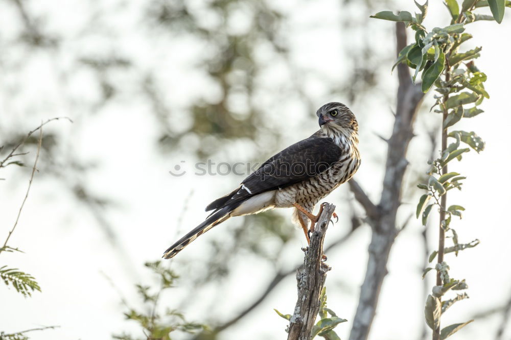 Similar – Image, Stock Photo Star with insects in the beak