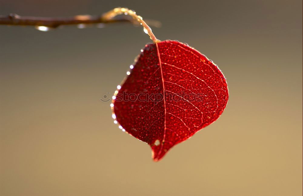 Similar – Foto Bild Der Sommer war sehr groß