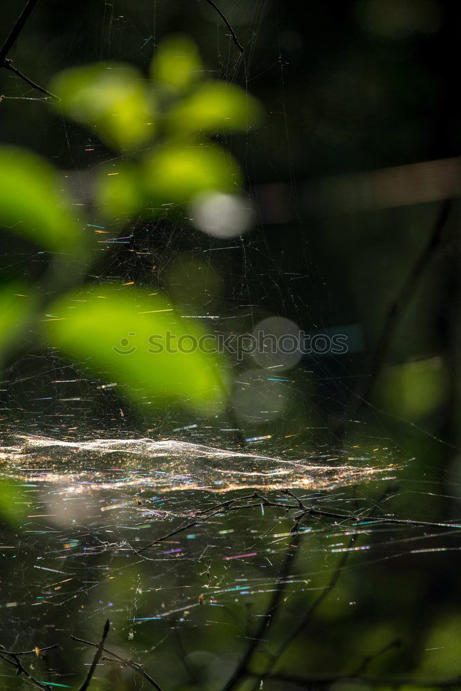 Similar – Autumn leaves fall on the forest floor