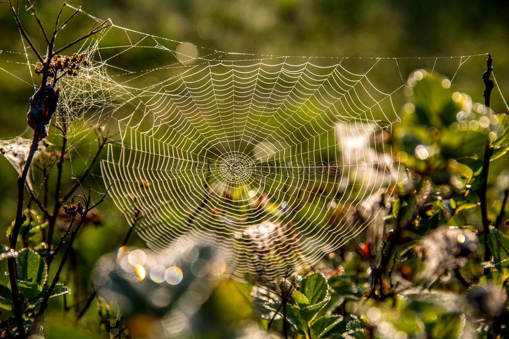 Similar – Foto Bild Untergang Sonne Wiese Gras