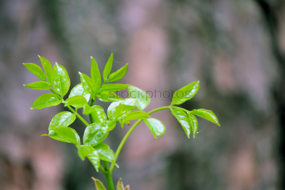 Similar – Kräutergarten schön ruhig