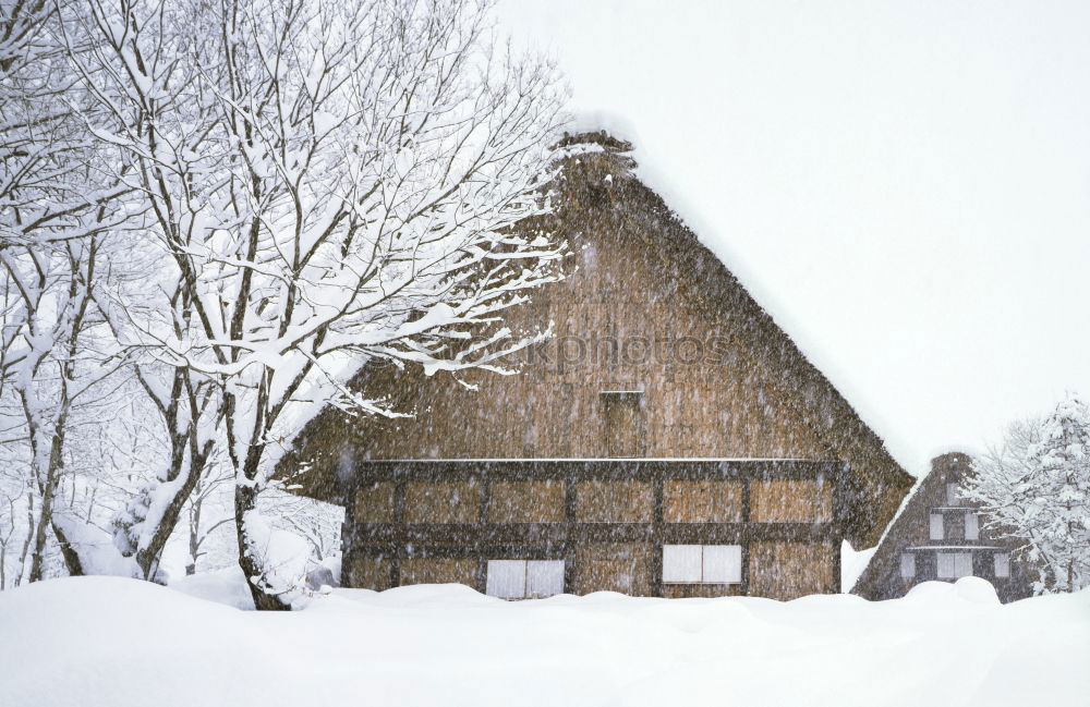 Strict winter in the Black Forest