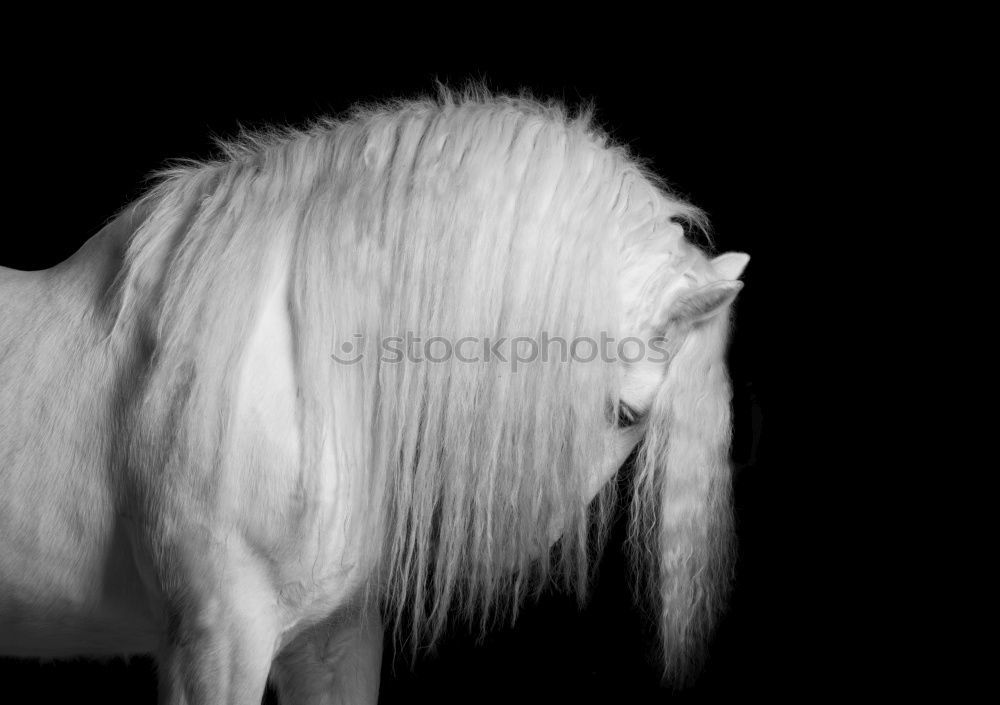 Image, Stock Photo horse/profile Horse Mane