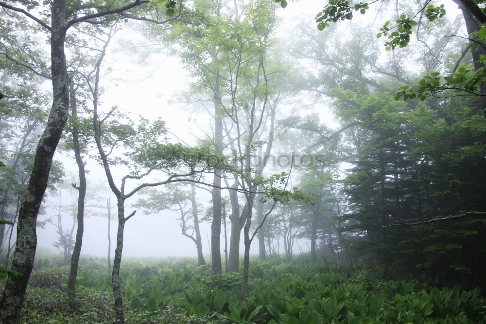 Similar – Image, Stock Photo what a beautiful day Fog