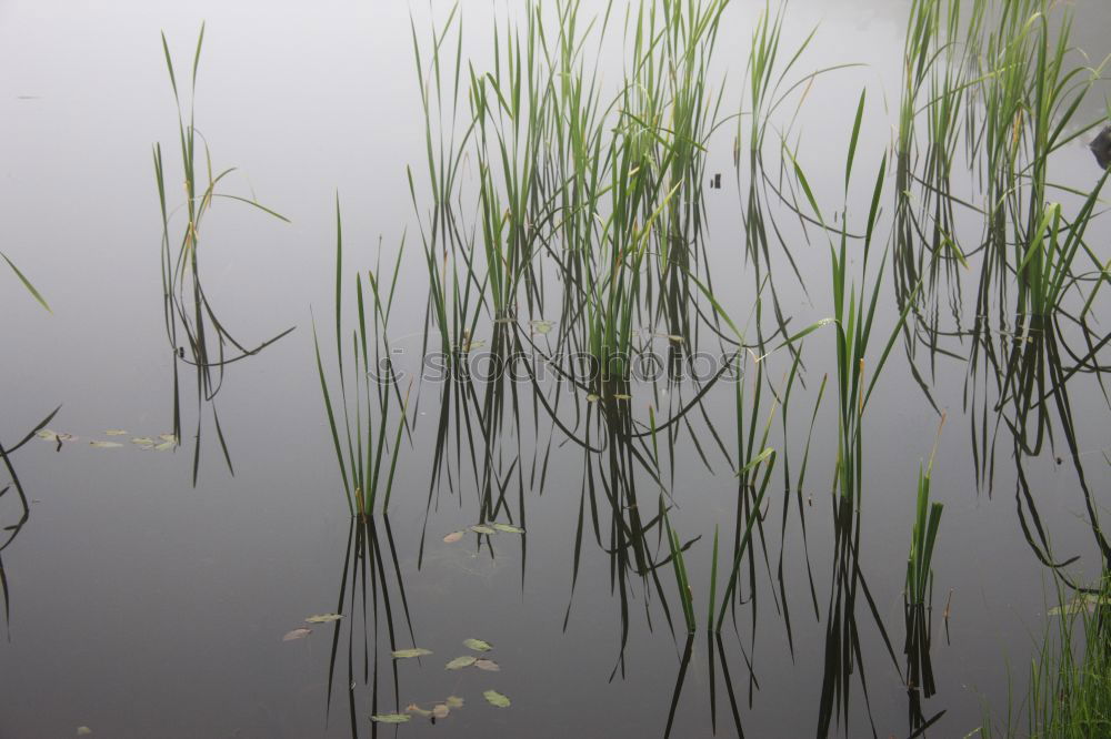 Similar – Image, Stock Photo Fog in the moor