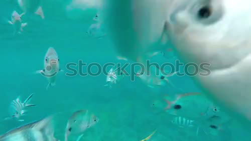 Similar – Image, Stock Photo “captured” 2 Ocean Seafood