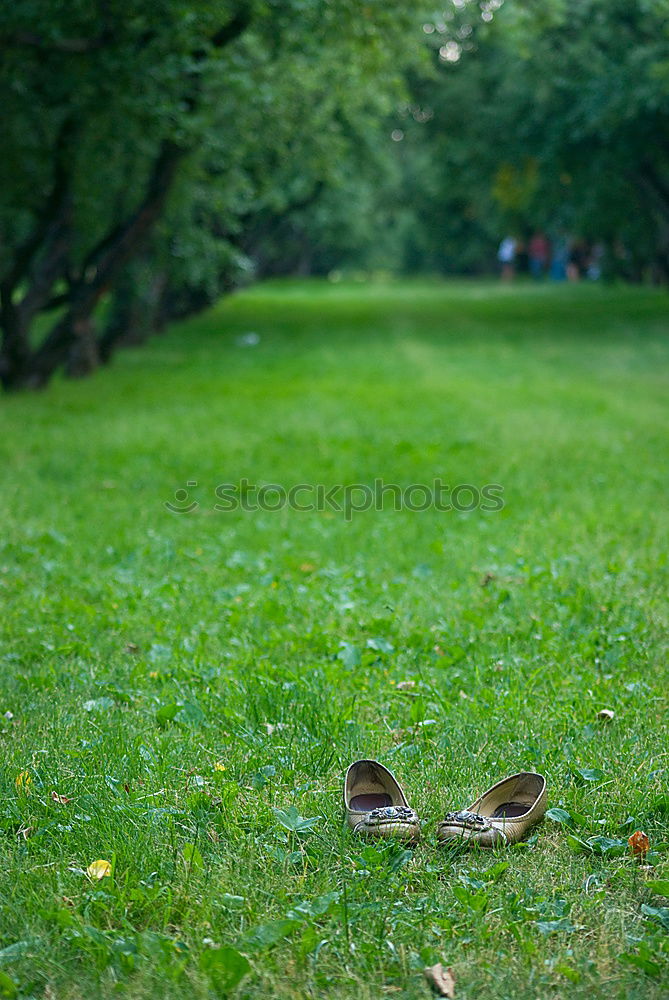 Image, Stock Photo Picnic in the sun Happy