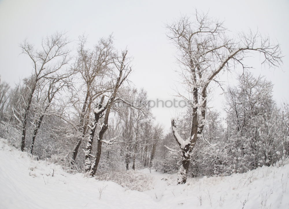 Similar – lappish cold Environment