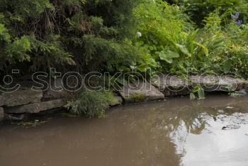 Similar – Image, Stock Photo L L Plant Animal Earth