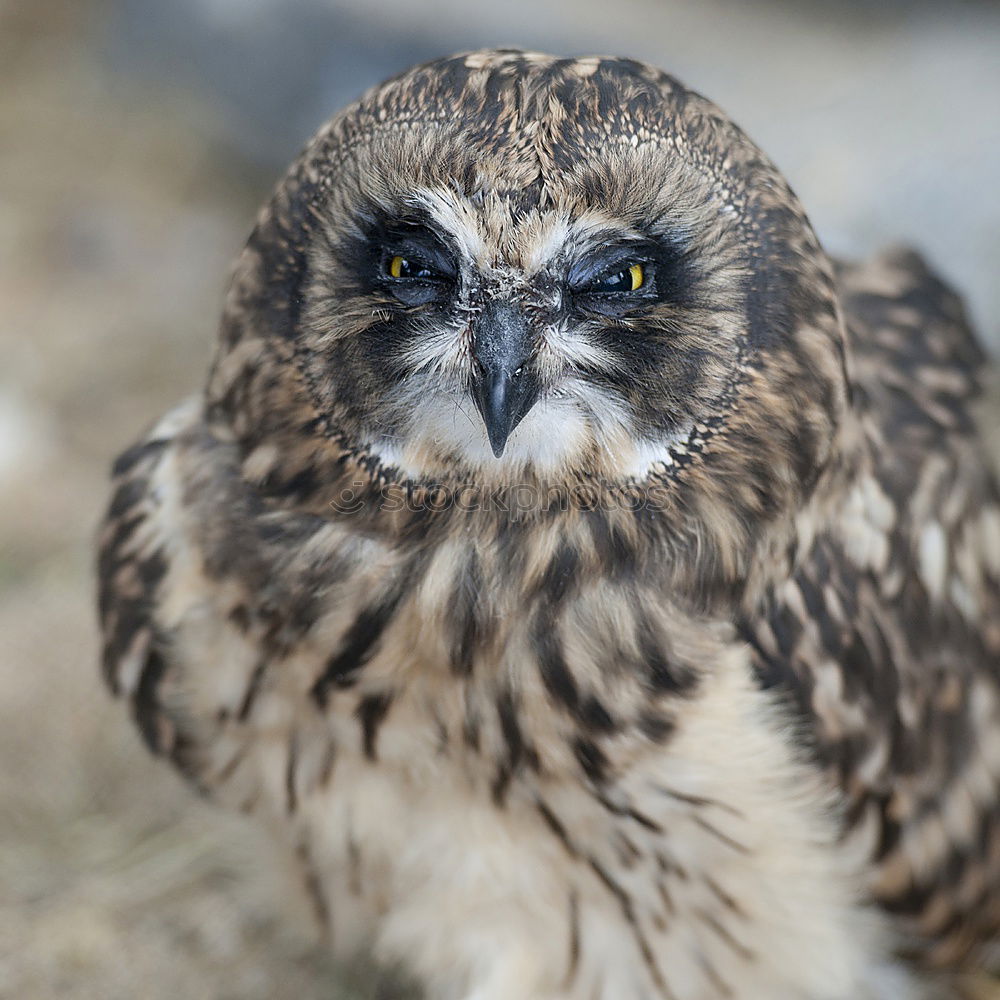 Similar – Image, Stock Photo Short-Eared Owl Nature