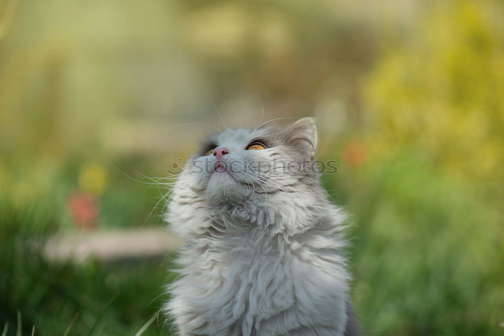 Similar – striped domestic cat in the grass