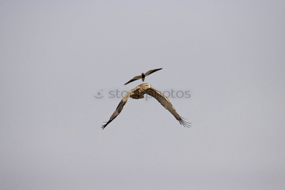 Similar – Image, Stock Photo Risk Seagull Attack