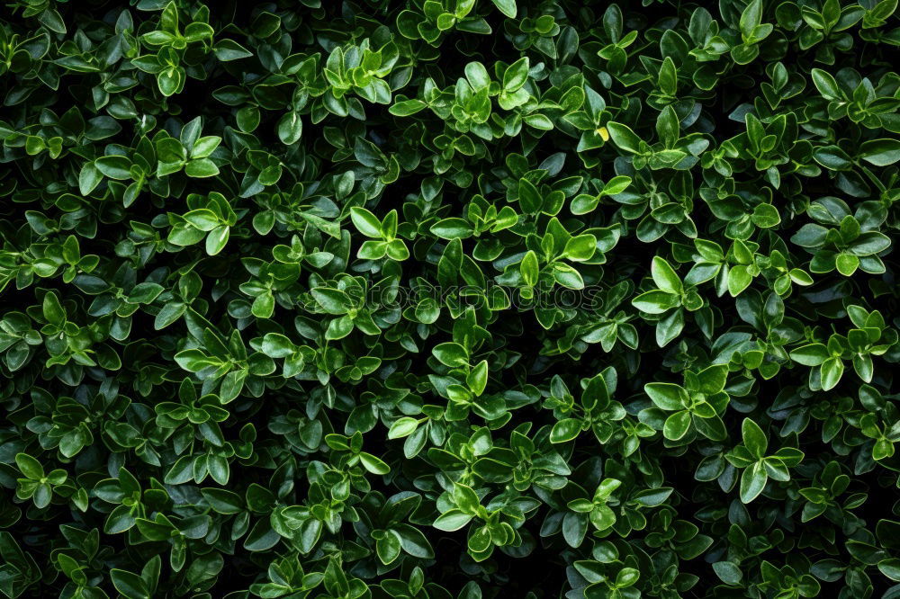 Similar – Image, Stock Photo ivy/wine wall Ivy