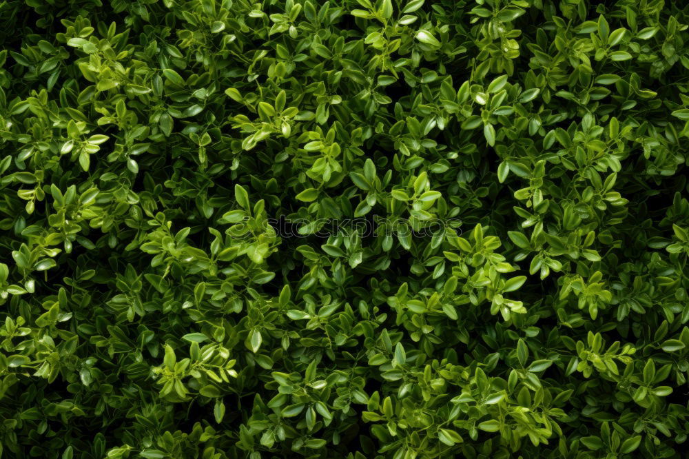 Similar – Image, Stock Photo ivy/wine wall Ivy