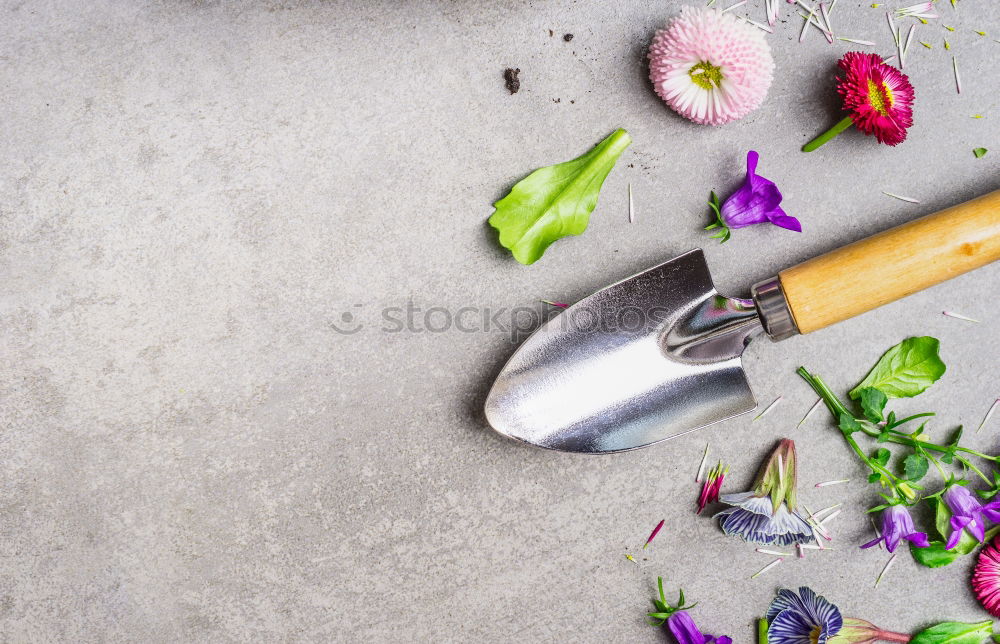 Similar – Summer flowers and garden tools