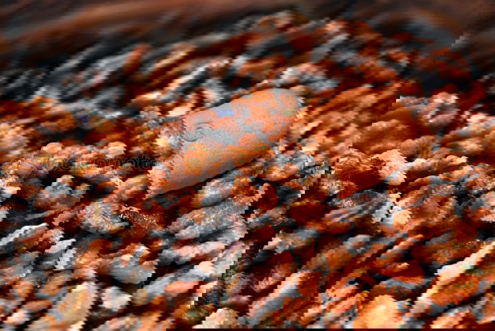Similar – Image, Stock Photo Dry spices on counter