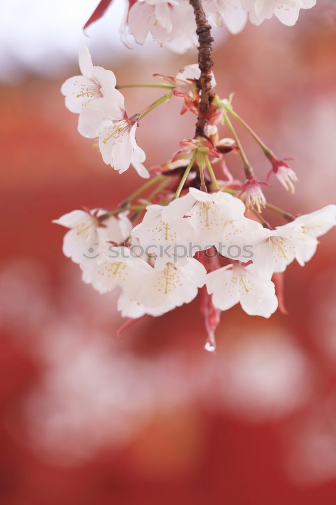 Similar – Image, Stock Photo trifles Nature Plant