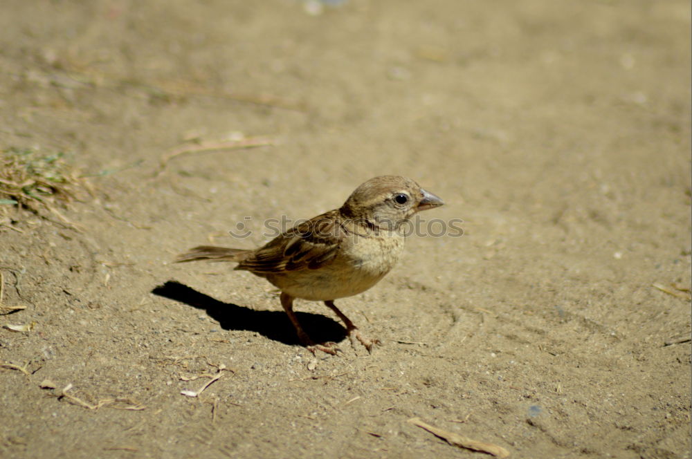 Similar – Image, Stock Photo zaungast Nature Animal