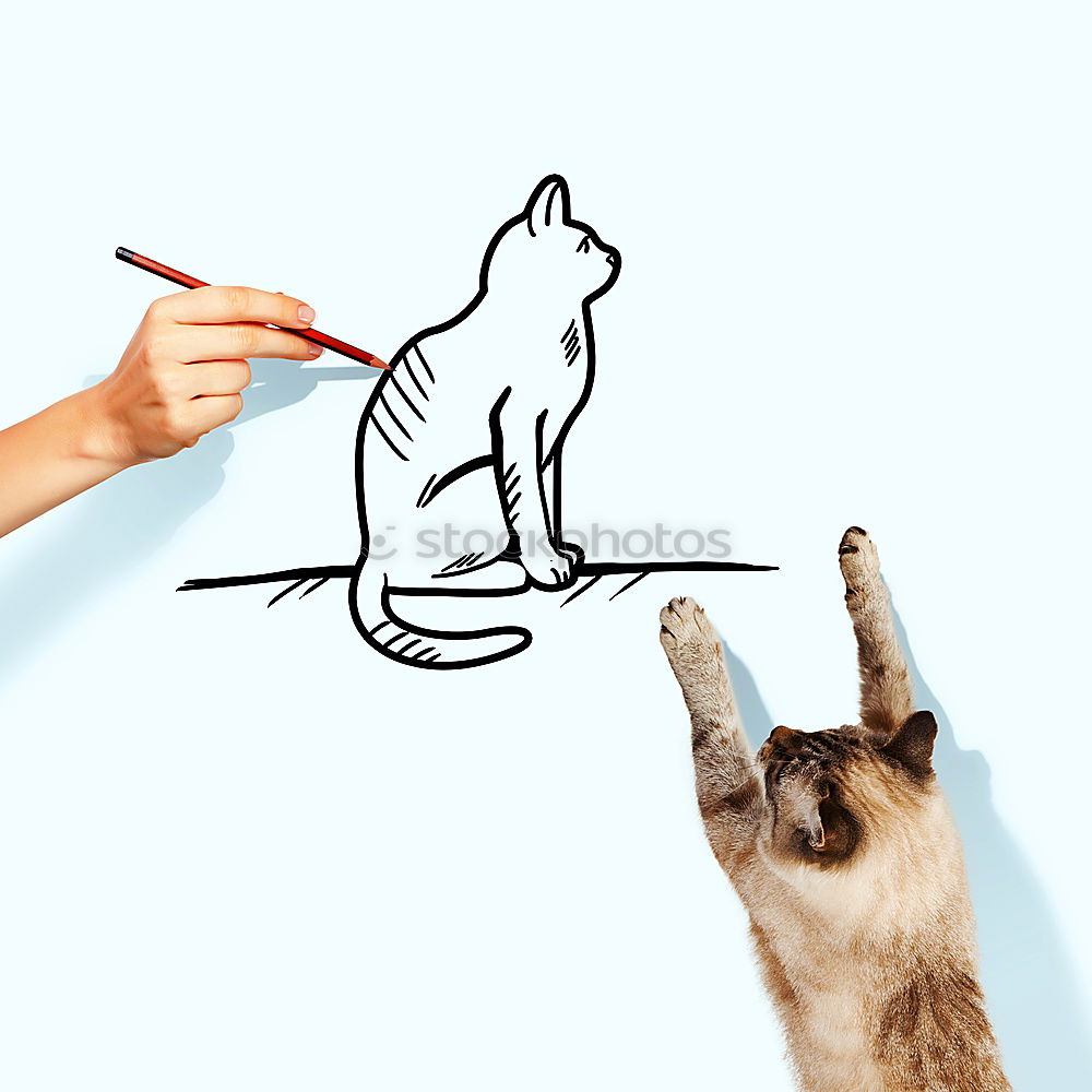 Image, Stock Photo cat Leisure and hobbies