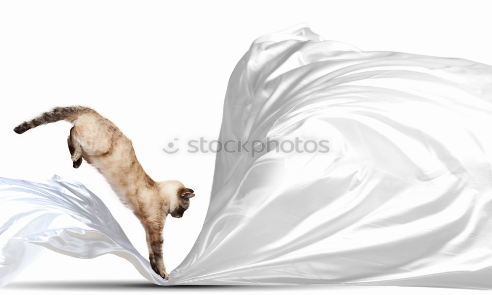 Image, Stock Photo covered Cat Domestic cat