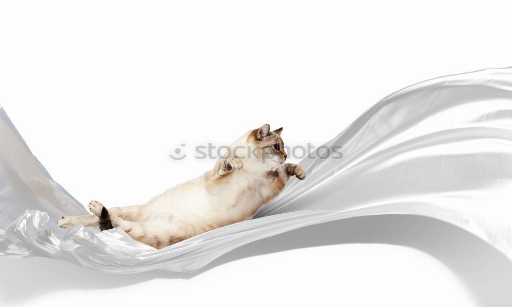 Similar – Image, Stock Photo cat’s happiness Animal Pet