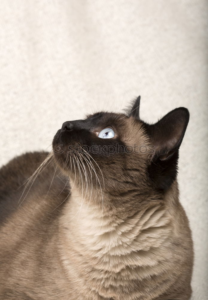 Similar – cat Cat Animal Siamese cat