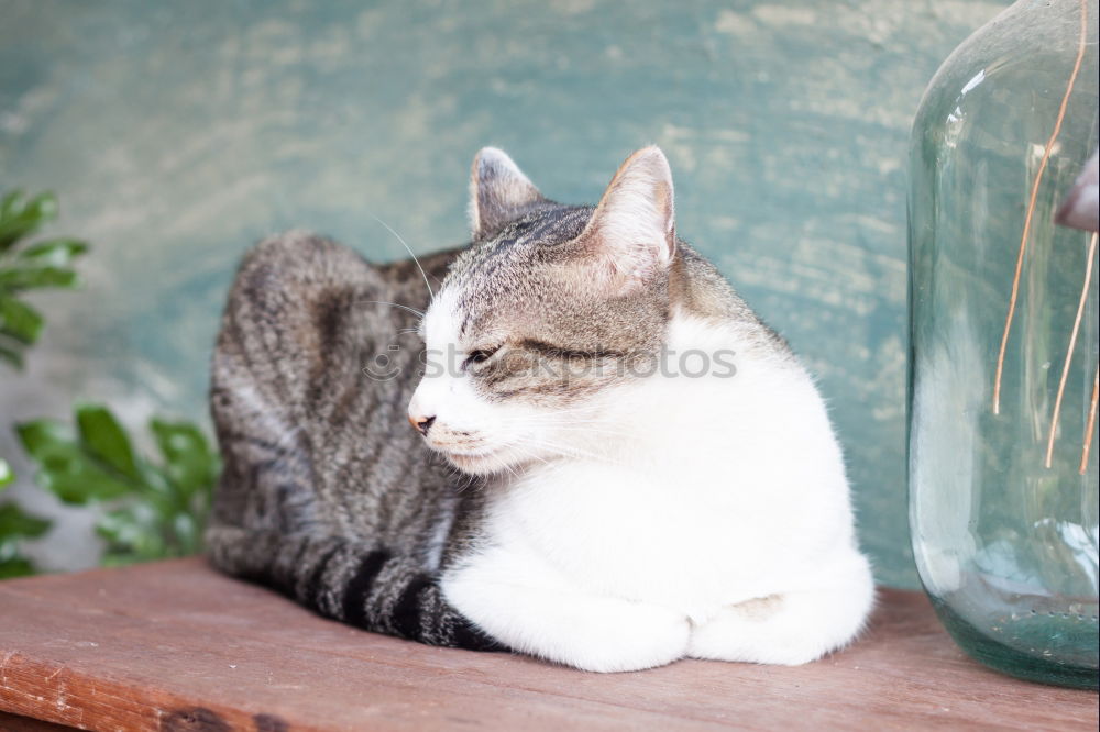 Similar – Foto Bild Katze am Fenster elegant