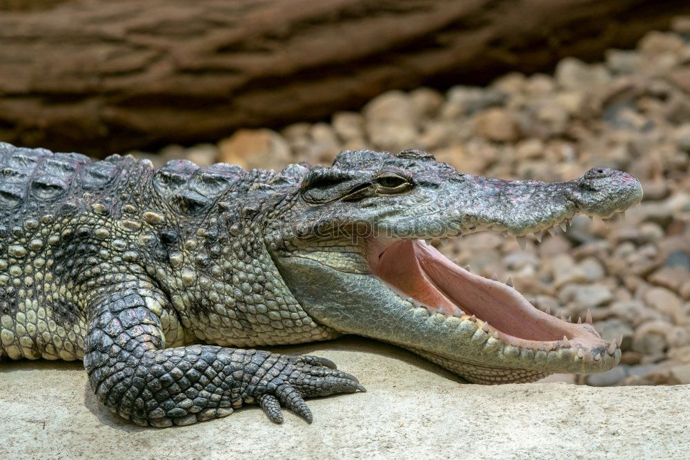 Similar – Horned toad lizard