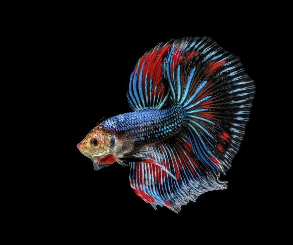 Similar – Image, Stock Photo Siamese fighting fish isolated