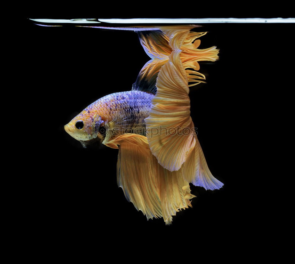 Similar – Image, Stock Photo Gold fishes grouped together in fresh water aquarium