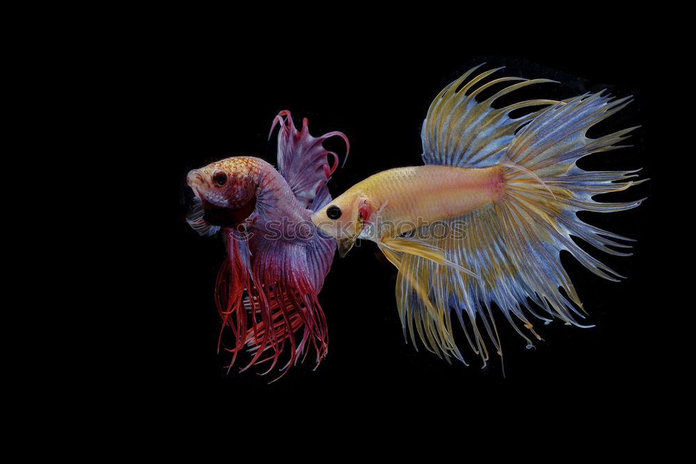 Similar – Image, Stock Photo Gold fishes grouped together in fresh water aquarium