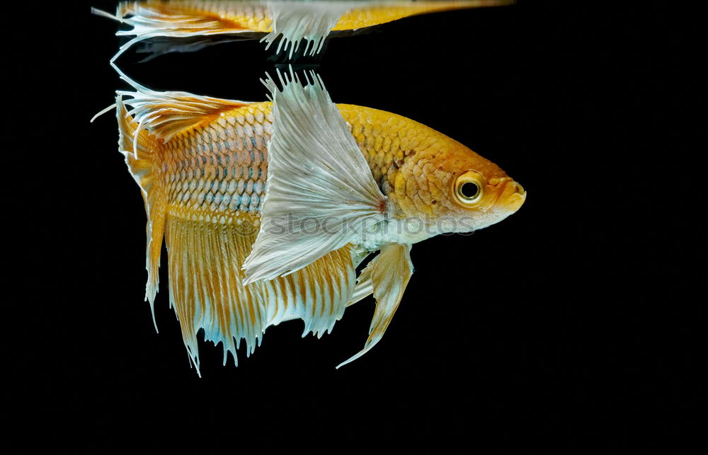 Similar – Image, Stock Photo Gold fishes grouped together in fresh water aquarium
