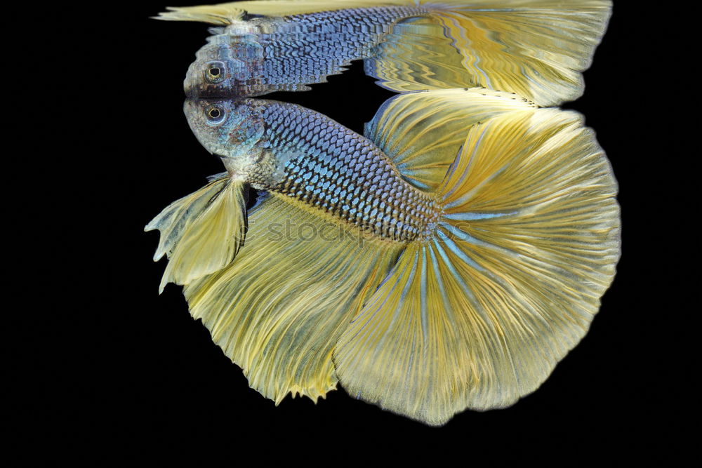 Similar – Image, Stock Photo Gold fishes grouped together in fresh water aquarium