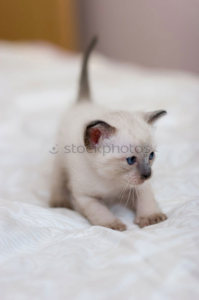 Similar – Image, Stock Photo Young siamese cat scratching his ear