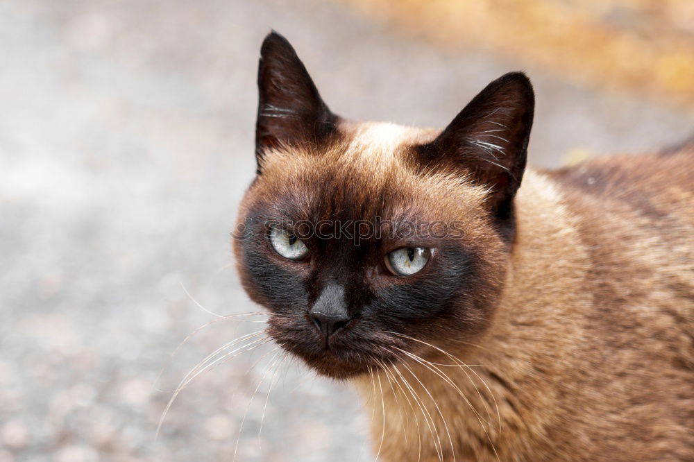 Similar – a beige fluffy cat with dirty ears and blue strait eyes