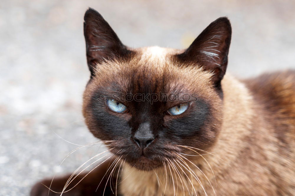 a beige fluffy cat with dirty ears and blue strait eyes