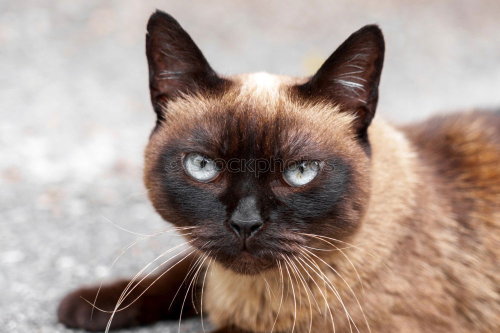 Similar – cat Cat Animal Siamese cat